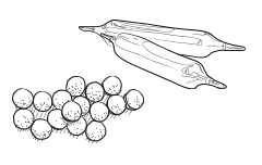 tablets illustration